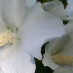 5 Hibiscus with white flowers