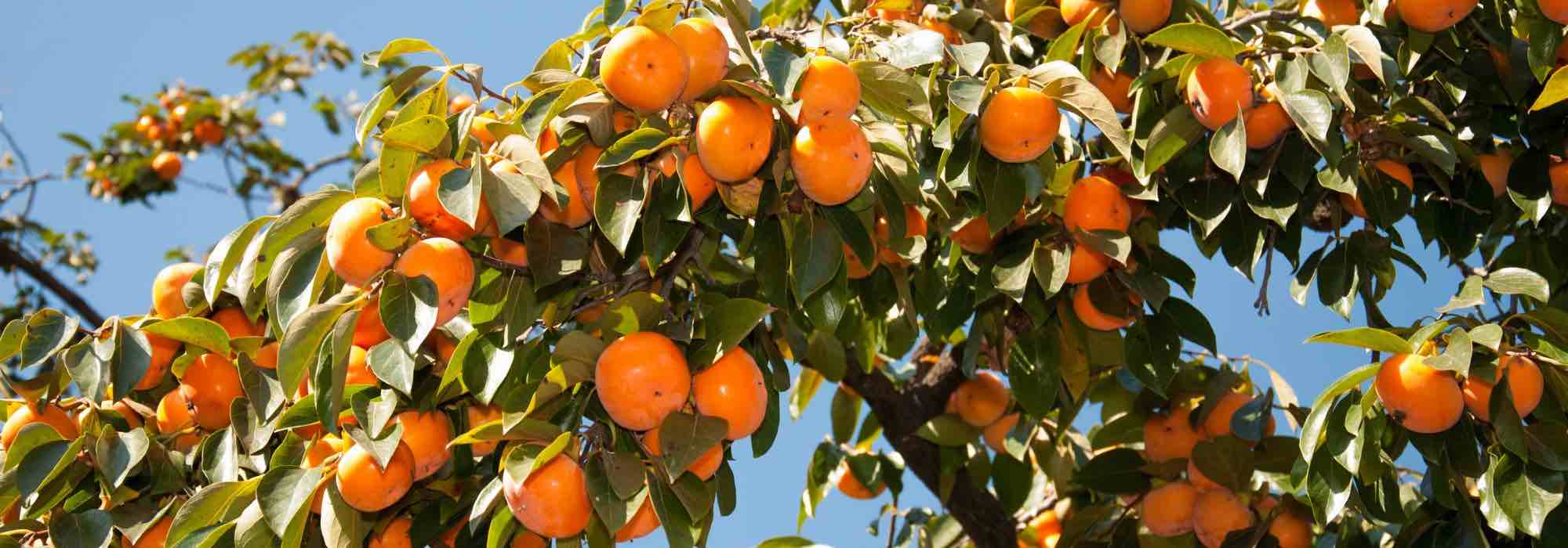 Persimmon (Diospyros kaki): how to choose the right variety?