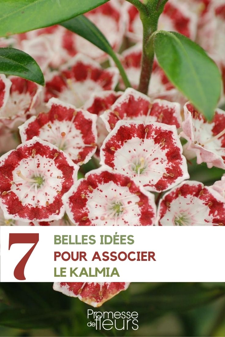 kalmia 7 association ideas (1)