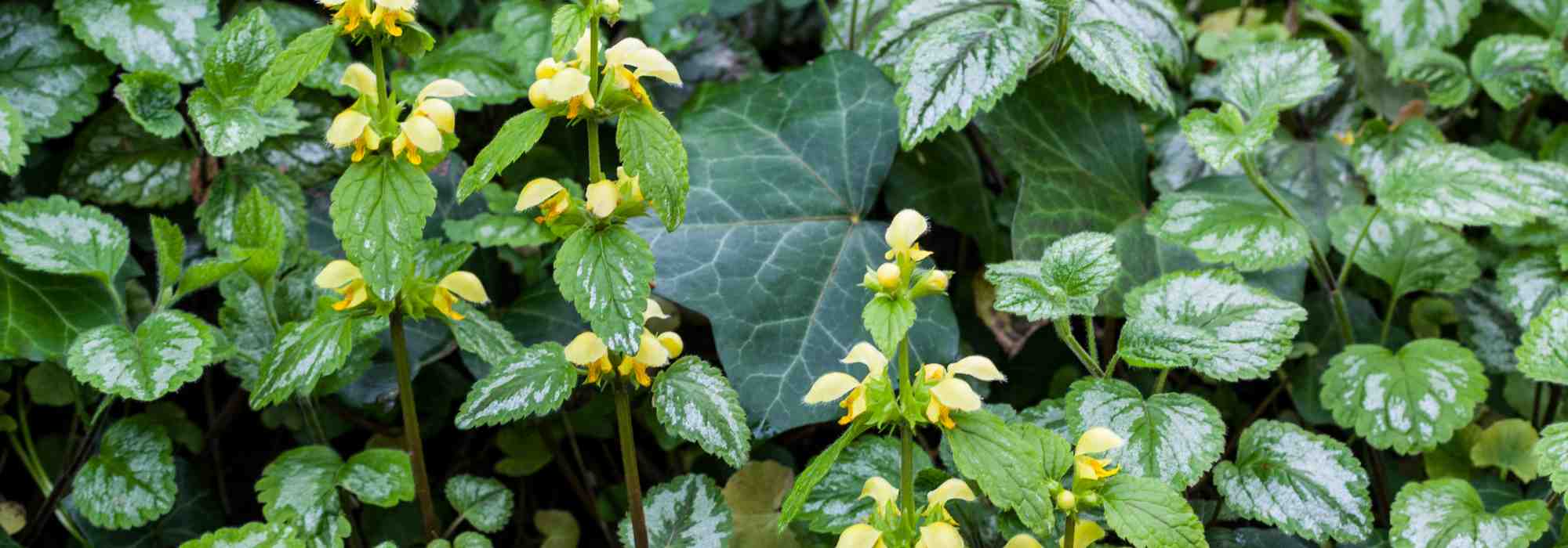 Lamium: 5 varieties with decorative foliage