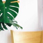 How to grow Monstera deliciosa?