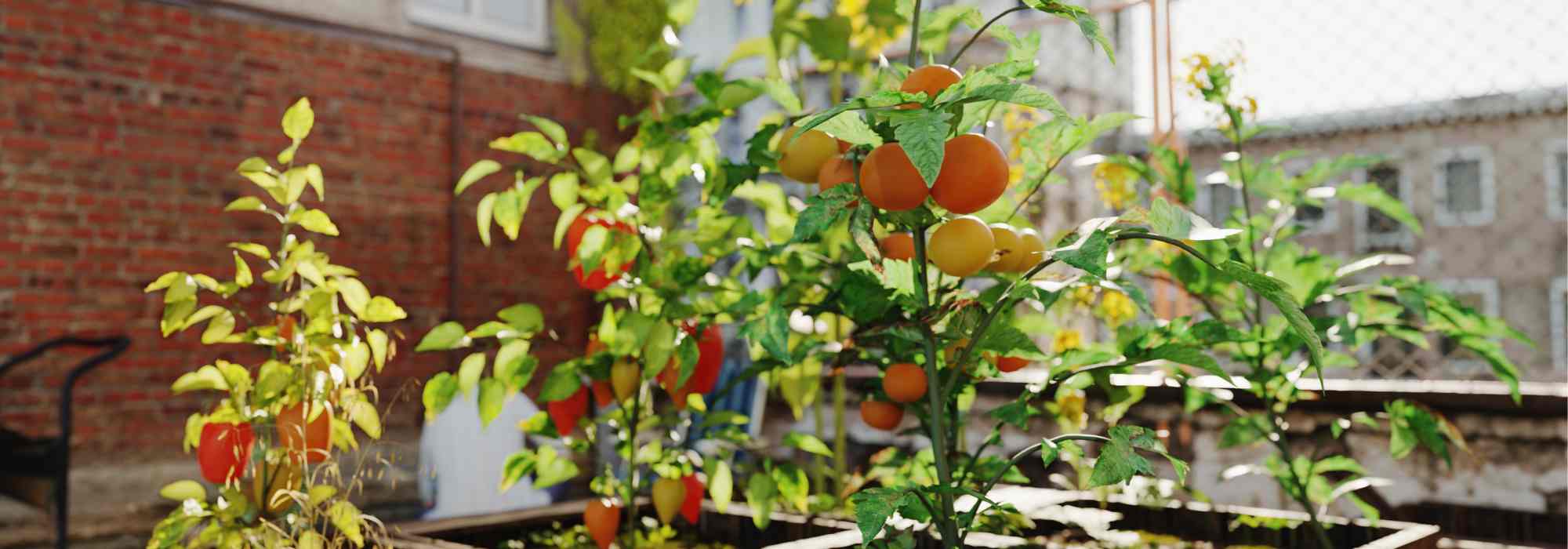 Urban permaculture: growing on small spaces
