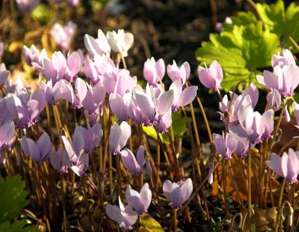 When and how to plant cyclamen?