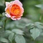 Our secrets for thriving potted roses!