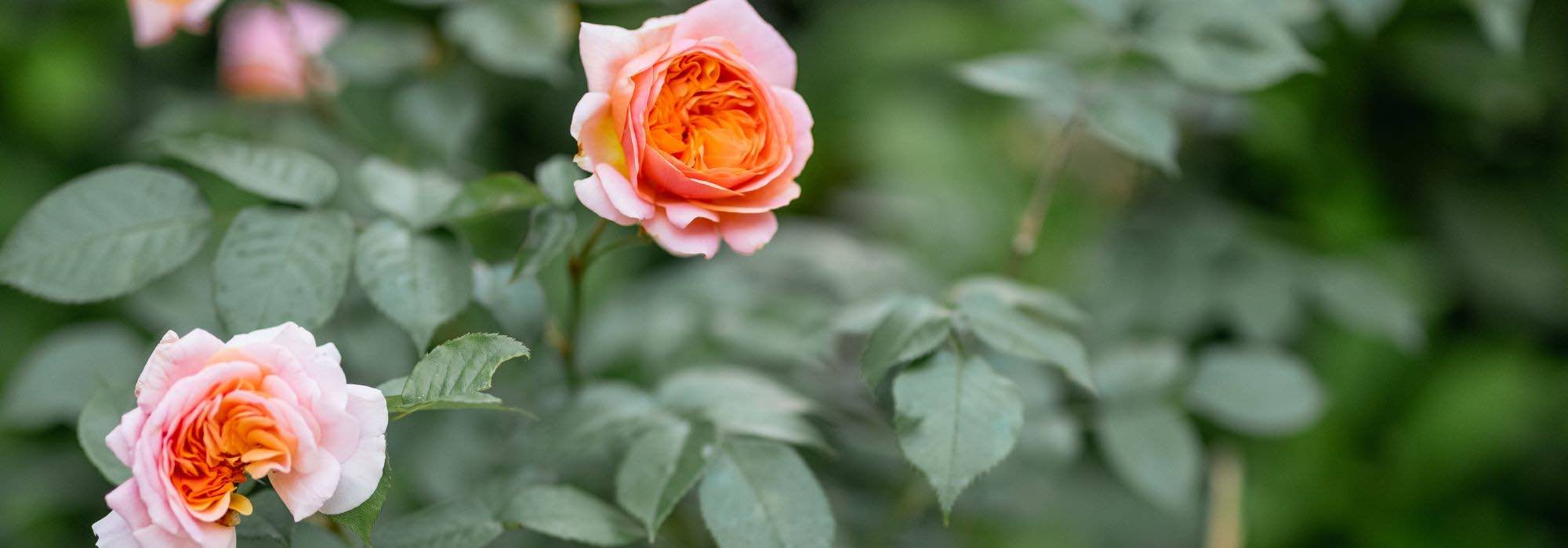Our secrets for thriving potted roses!