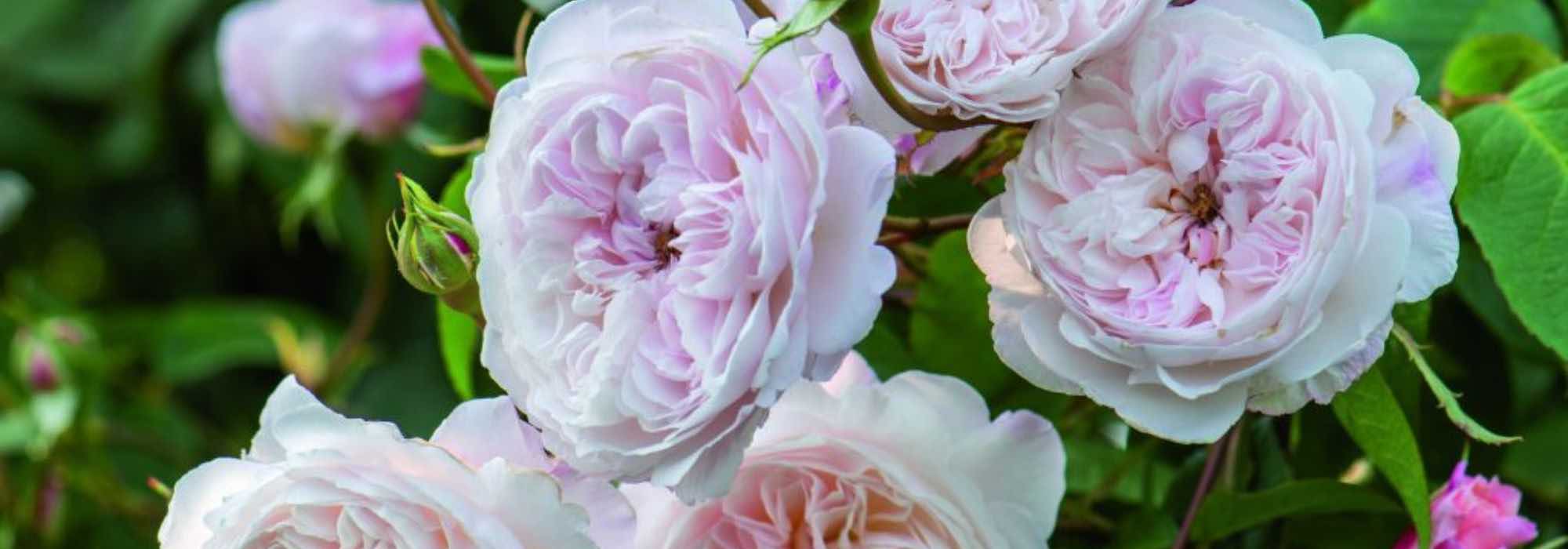 Roses: the best varieties for dry soils