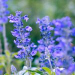Blue salvias: the five best varieties