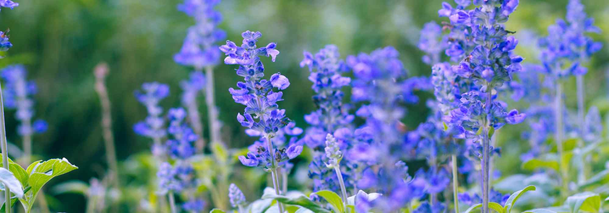 Blue salvias: the five best varieties