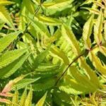 Invasive Sorbaria: how to limit its spread?