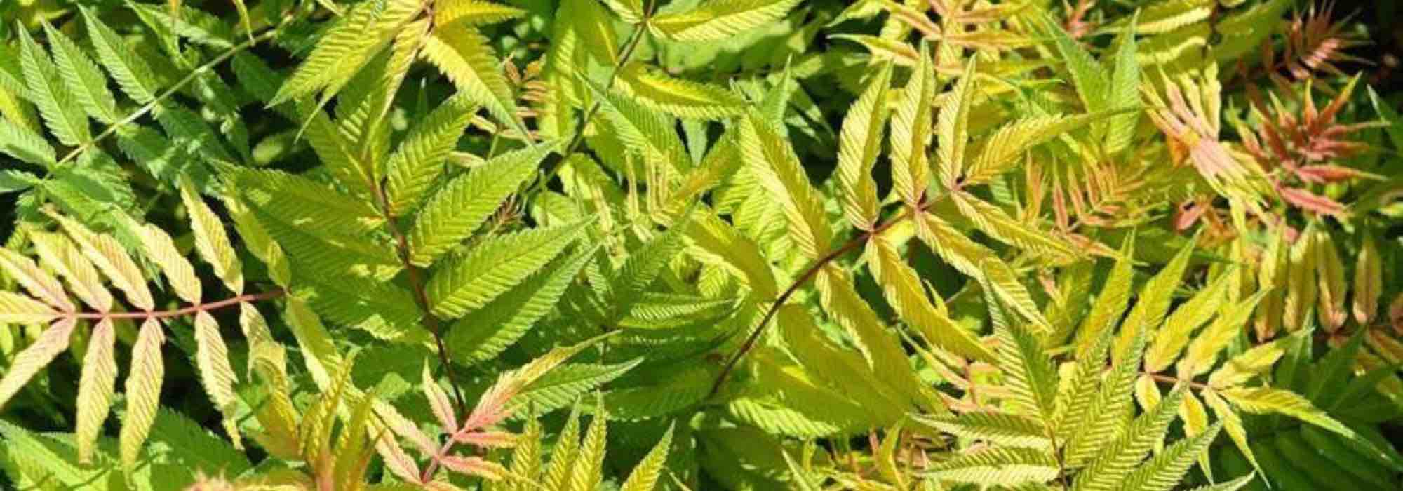 Invasive Sorbaria: how to limit its spread?