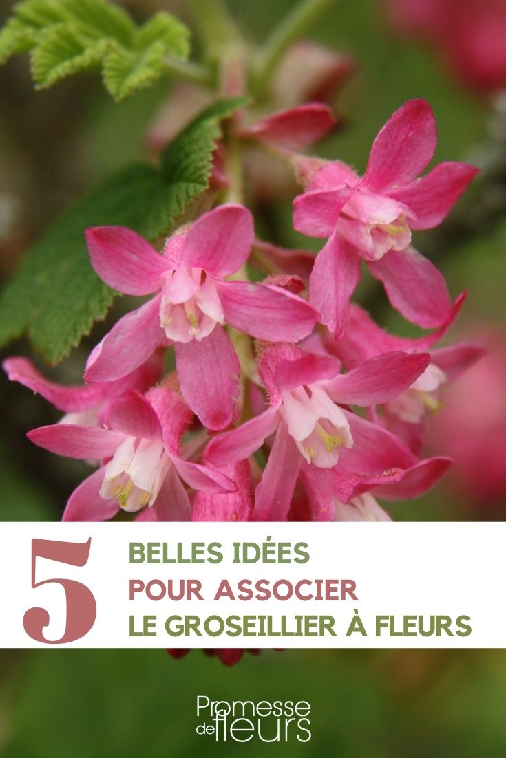 5 ideas to associate Flowering Currant (1)