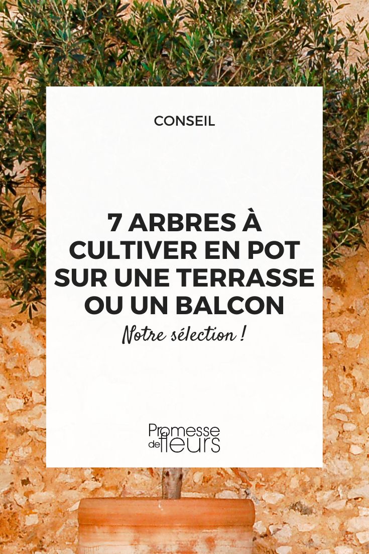 7 trees to grow in pots on a terrace or balcony tree in a pot or container