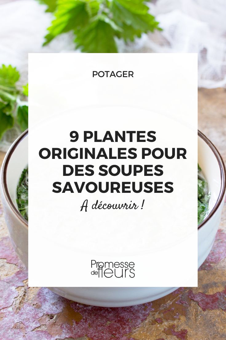 Plants for Making Soups
