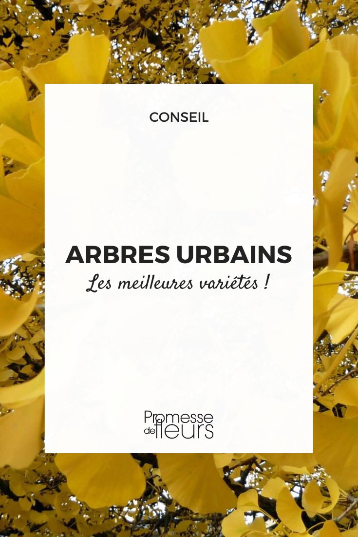 Urban Trees: The Best Varieties