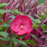 How to propagate Rose mallow by cuttings?