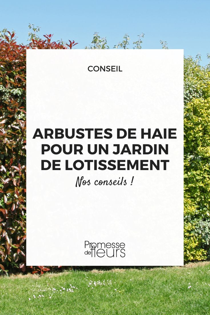 Choosing Bushes for a Suburban Garden Hedge