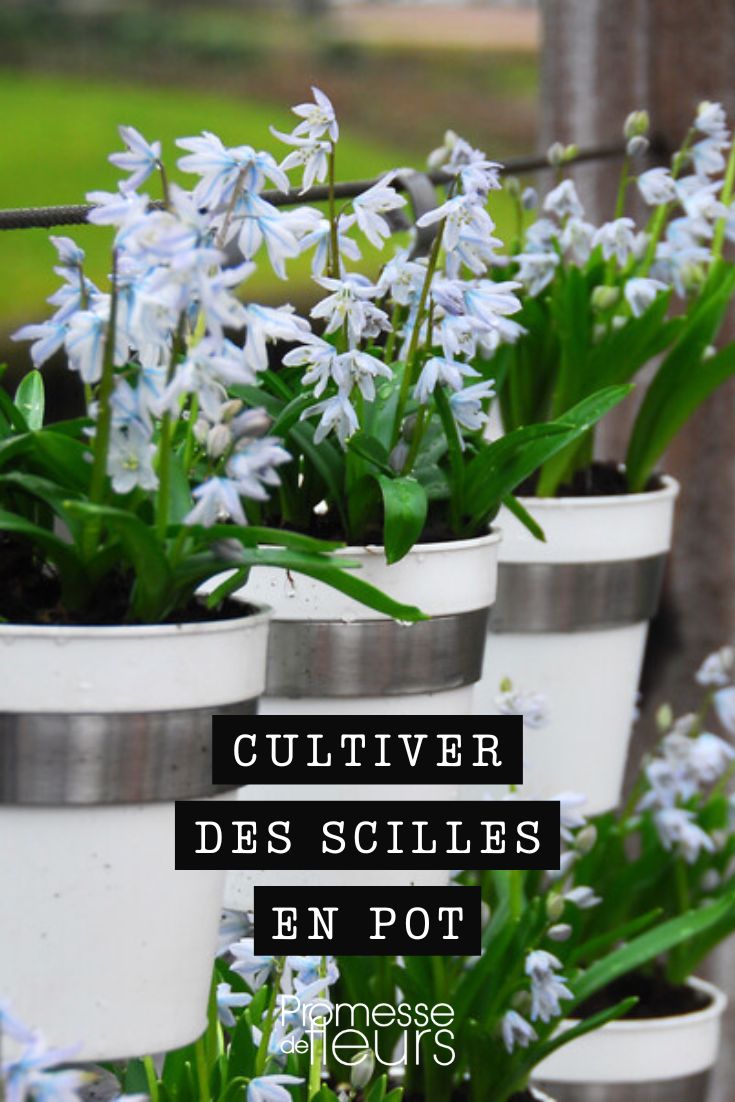 How to Grow Scillas in Pots Scillas in pots or planters