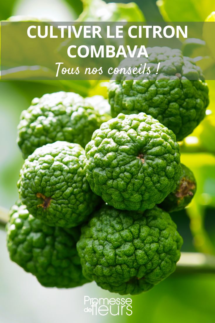 Growing the Kaffir Lime