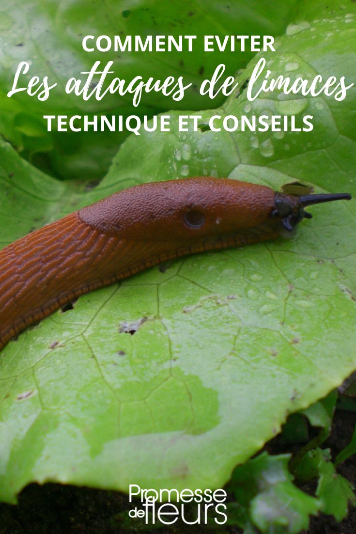 limiting slugs on lettuces