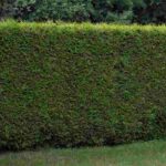 Plant a noise-reducing hedge