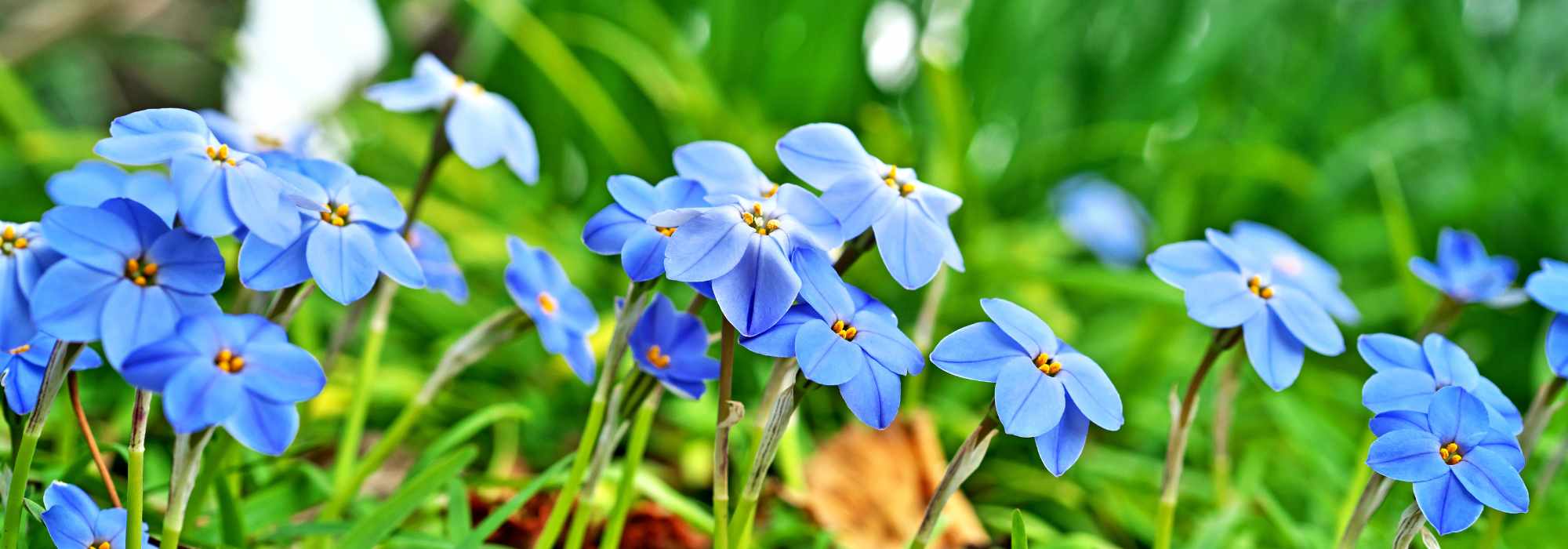 Grow Ipheion in the ground or in pots