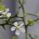 Graphic and spiky plants: a touch of originality for your garden.
