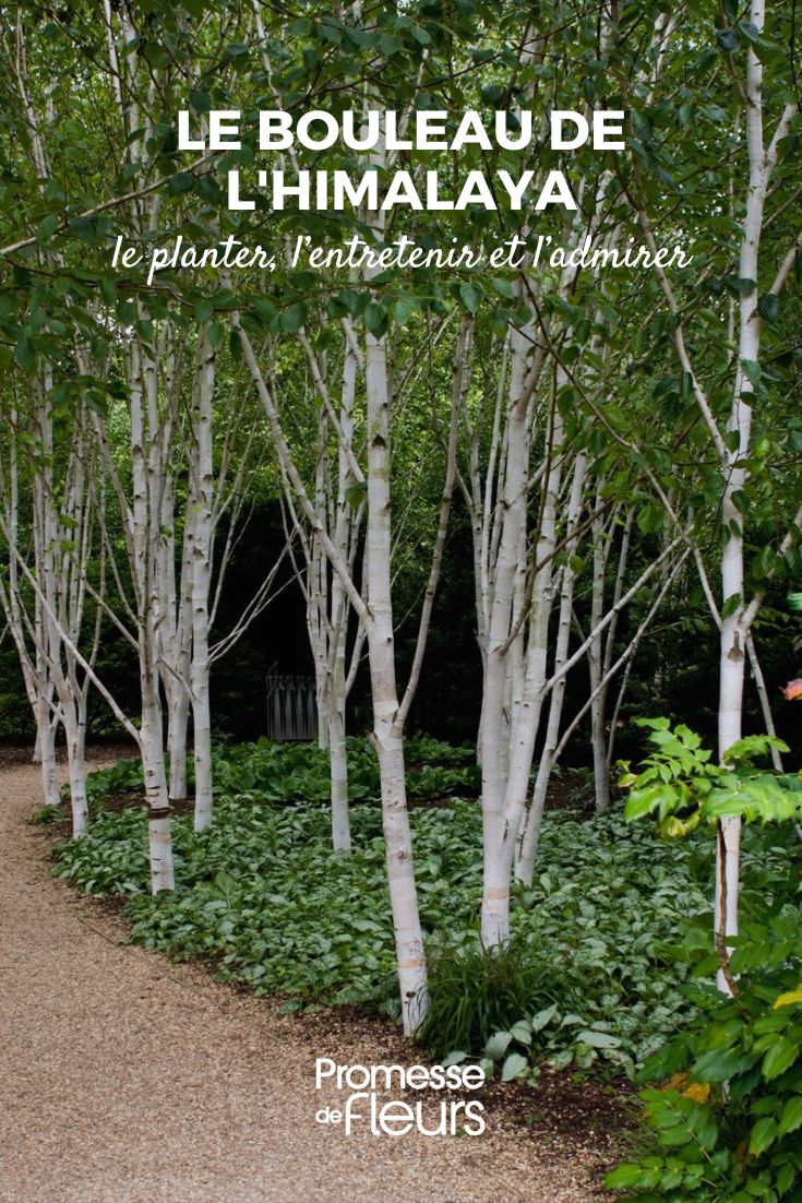 The Himalayan Birch