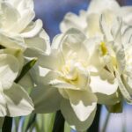 5 White-Flowered Daffodil Varieties