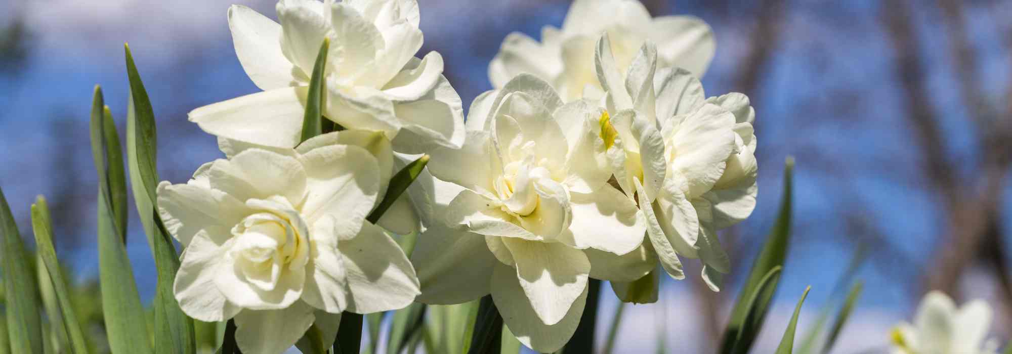 5 White-Flowered Daffodil Varieties