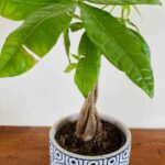 How to braid a Pachira or money tree?
