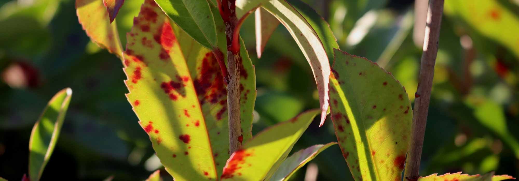 Diseases and parasitic pests of Photinia