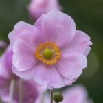 Propagating Japanese Anemone from root cuttings
