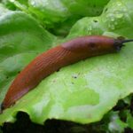 Two gardener tricks to prevent slug attacks on salads