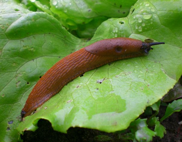 Two gardener tricks to prevent slug attacks on salads
