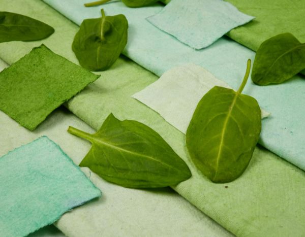 Plant dye: how to make a natural dye with garden plants?