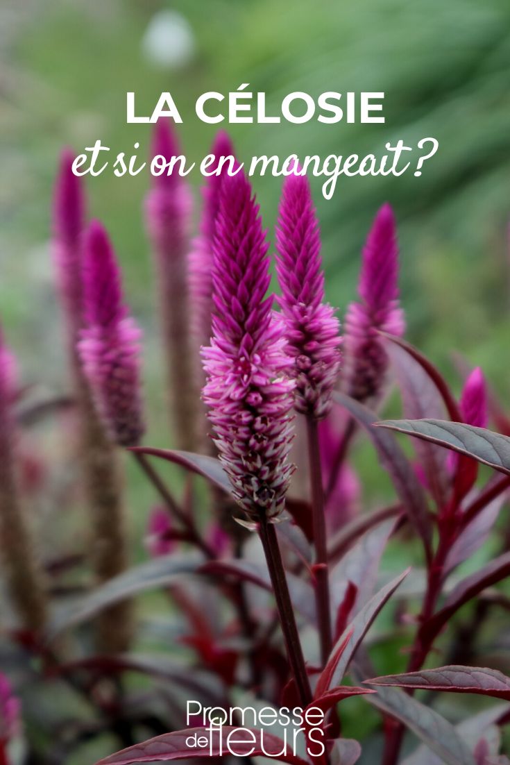 edible celosia Celosia argentea