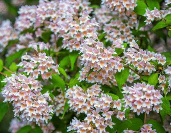 How to prune Kolkwitzia?