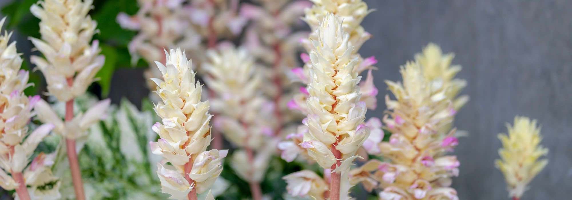 To grow Acanthus in pots