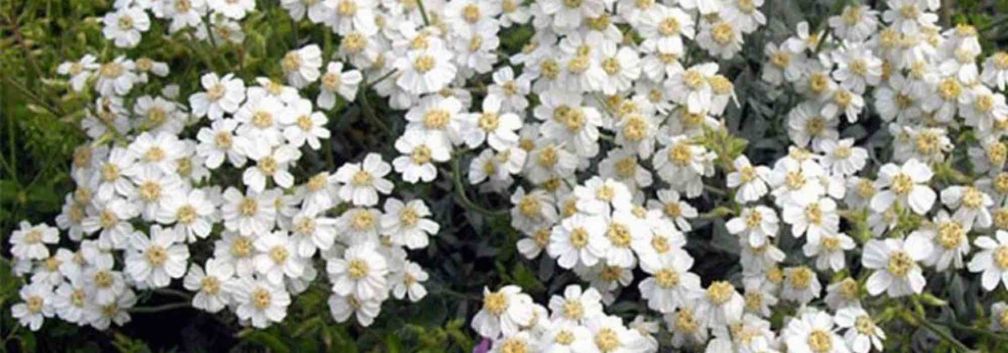 Yarrow: the best varieties to use as groundcover