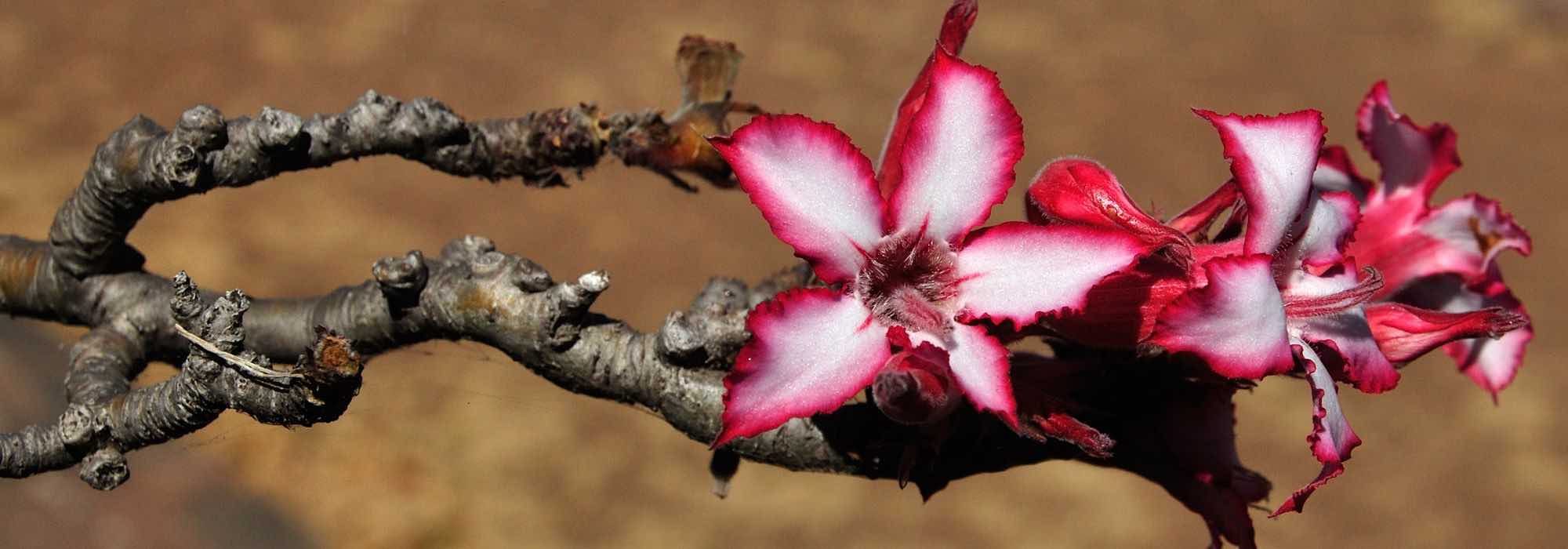 How to grow Adenium or Desert Rose?