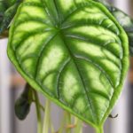 How to grow Alocasia or Colocasia indoors?