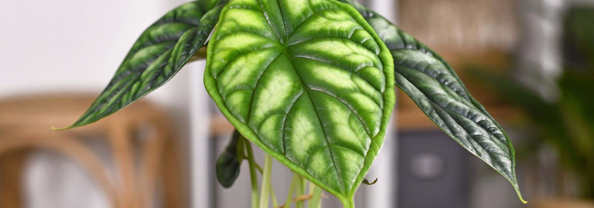 How to grow Alocasia or Colocasia indoors?