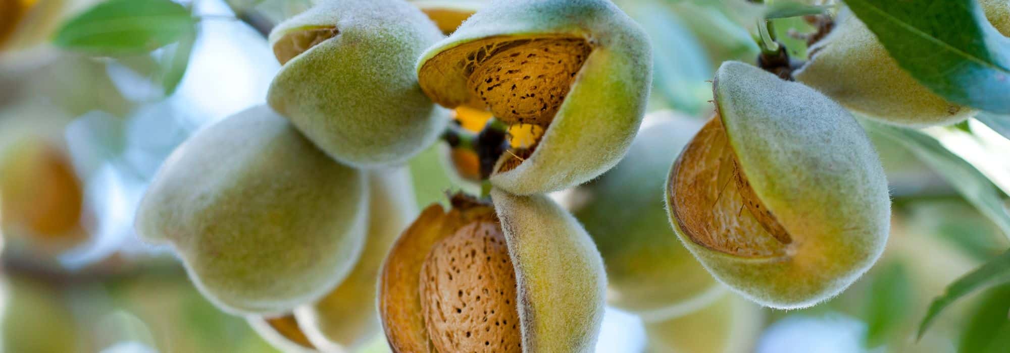Almond tree: how to choose the right variety?