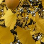 Trees for city gardens: the best varieties