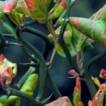 8 shrubs for a defensive hedge