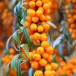 Sea buckthorn: an edible fruit with numerous benefits