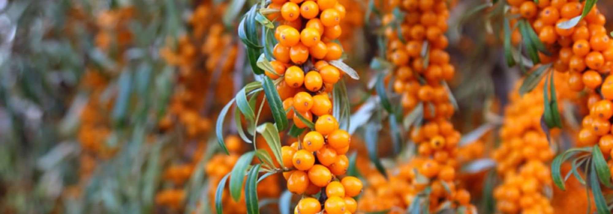 Sea buckthorn: an edible fruit with numerous benefits