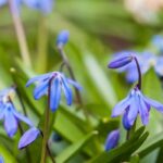 7 pairing ideas with Scillas