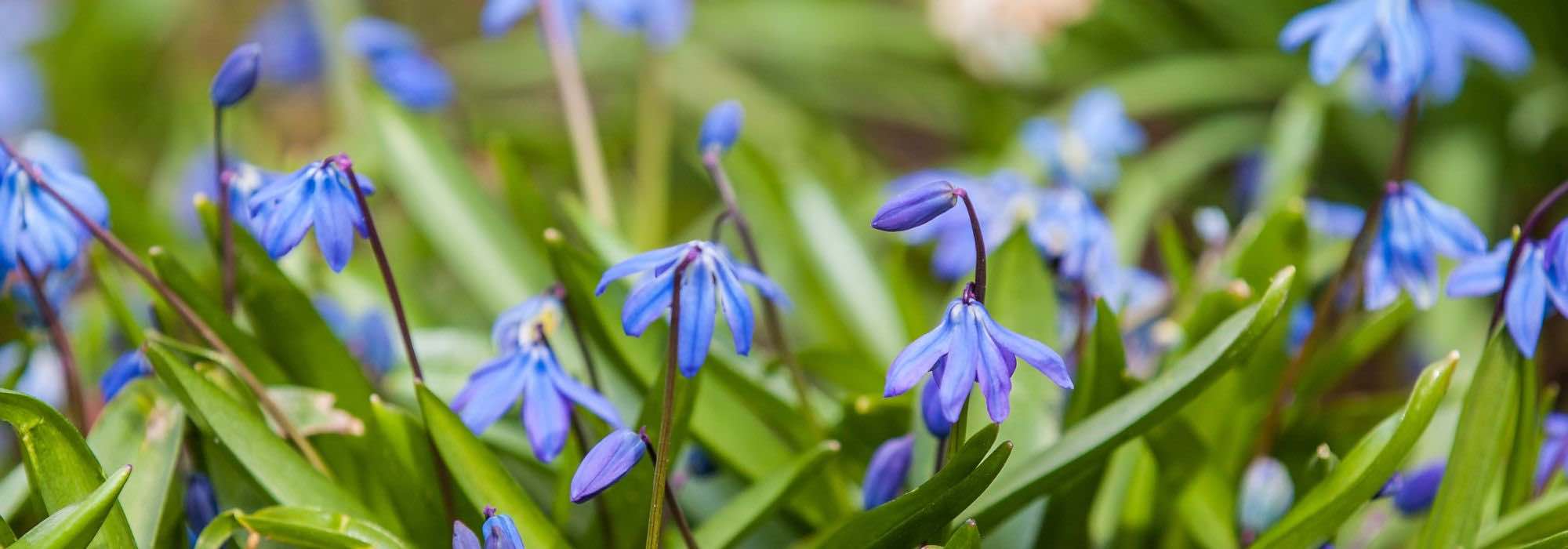 7 pairing ideas with Scillas