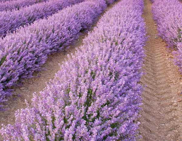 How to mound a perennial to protect it from moisture?